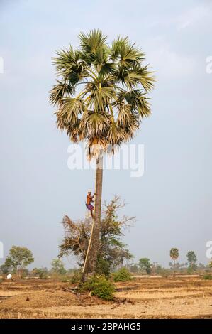 Un uomo cambogiano si arrampica per raccogliere la frutta di Palmyra dalla palma, fiabellifero di Borasso. Provincia di Battambang, Cambogia, Sud-est asiatico Foto Stock