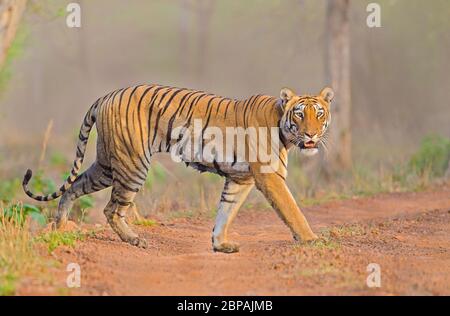 Tigress che gioca con i suoi cuccioli Foto Stock