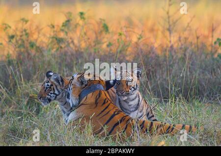 Tigress che gioca con i suoi cuccioli Foto Stock