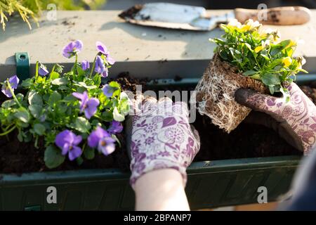 I giardinieri di mani piantare fiori in vaso con sporco o di sporco nel contenitore sul balcone terrazza giardino. Concetto di giardinaggio Foto Stock