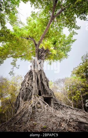 Antico monumento avvolto in gigantesche radici di fico strangler. Sito archeologico di Sambor Prei Kuk, provincia di Kampong Thom, Cambogia, Sud-est asiatico Foto Stock