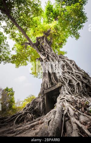 Antico monumento avvolto in gigantesche radici di fico strangler. Sito archeologico di Sambor Prei Kuk, provincia di Kampong Thom, Cambogia, Sud-est asiatico Foto Stock