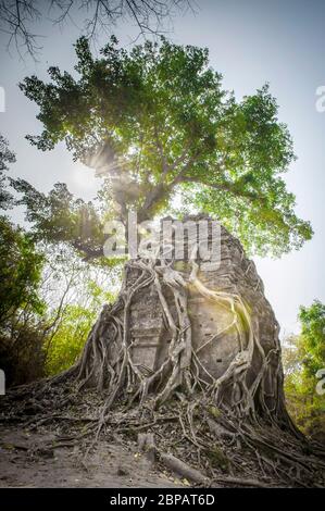 Antico tempio avvolto in gigantesche radici di fico strangler. Sito archeologico di Sambor Prei Kuk, provincia di Kampong Thom, Cambogia, Sud-est asiatico Foto Stock