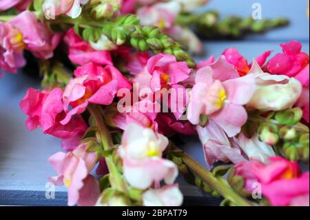 splendidi fiori di dragoncello Foto Stock