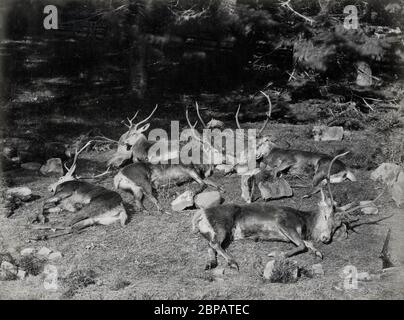 Caccia alla selvaggina - gruppo di cervi sparati in Scozia Foto Stock