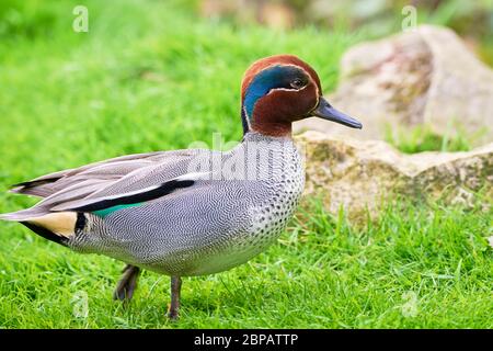 Closeup eurasiatico (Anas crecca), comune teal Foto Stock