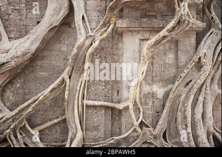 Antico tempio avvolto in gigantesche radici di fico strangler. Sito archeologico di Sambor Prei Kuk, provincia di Kampong Thom, Cambogia, Sud-est asiatico Foto Stock