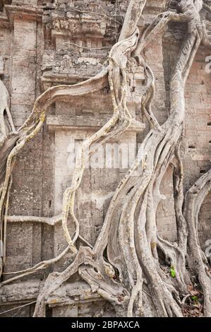 Antico tempio avvolto in gigantesche radici di fico strangler. Sito archeologico di Sambor Prei Kuk, provincia di Kampong Thom, Cambogia, Sud-est asiatico Foto Stock