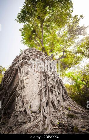 Antico tempio avvolto in gigantesche radici di fico strangler. Sito archeologico di Sambor Prei Kuk, provincia di Kampong Thom, Cambogia, Sud-est asiatico Foto Stock