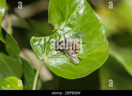 Volata (Myathropa florea) poggiata su una foglia Foto Stock