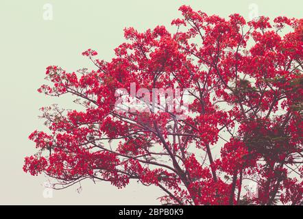 Bell'albero di fiore delle scimmie o fuoco del Pakistan in Thailandia isolato su sfondo bianco. Foto Stock