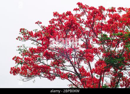 Bell'albero di fiore delle scimmie o fuoco del Pakistan in Thailandia isolato su sfondo bianco. Foto Stock