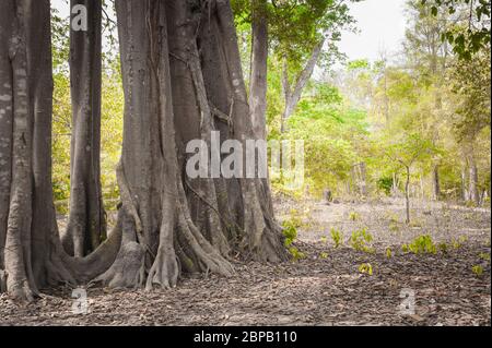 Tronco gigante di fico strangler. Sito archeologico di Sambor Prei Kuk, provincia di Kampong Thom, Cambogia, Sud-est asiatico Foto Stock