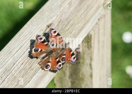 Coppia di farfalle di pavone (Inachis io). Sono indossati e probabilmente overwintered come adulti. Foto Stock