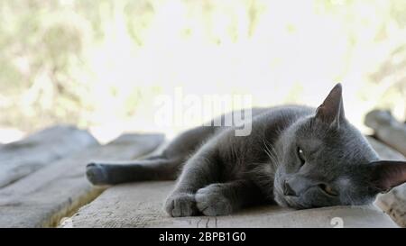 Aggraziato gatto grigio giace su una tavola di legno. Foto Stock