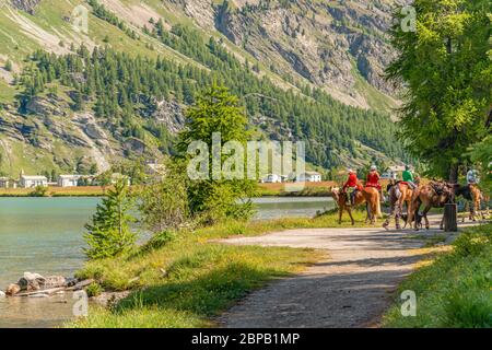 Gruppo di piloti al Lago di Sils in estate, Graubünden, Svizzera Foto Stock