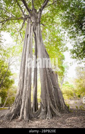 Gigantesco fico strangler. Sito archeologico di Sambor Prei Kuk, provincia di Kampong Thom, Cambogia, Sud-est asiatico Foto Stock