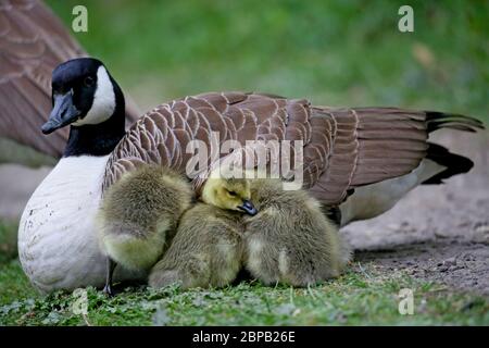 Bury, Regno Unito. 18 maggio 2020. Oche canadesi con giovani gossings recentemente nati nella valle di Kirklees, Bury, Lancashire, Regno Unito. Credit: Barbara Cook/Alamy Live News Foto Stock