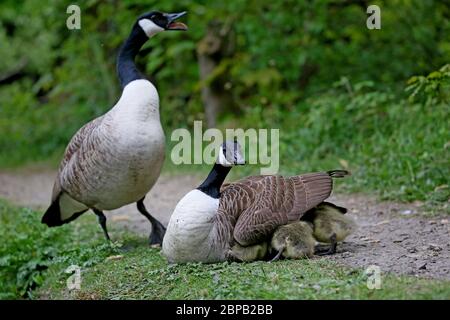 Bury, Regno Unito. 18 maggio 2020. Oche canadesi con giovani gossings recentemente nati nella valle di Kirklees, Bury, Lancashire, Regno Unito. Credit: Barbara Cook/Alamy Live News Foto Stock