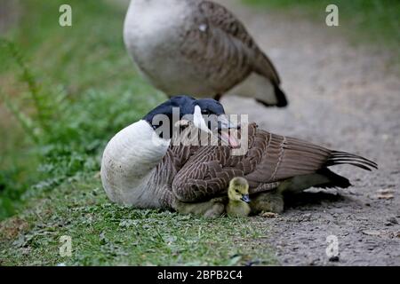 Bury, Regno Unito. 18 maggio 2020. Oche canadesi con giovani gossings recentemente nati nella valle di Kirklees, Bury, Lancashire, Regno Unito. Credit: Barbara Cook/Alamy Live News Foto Stock