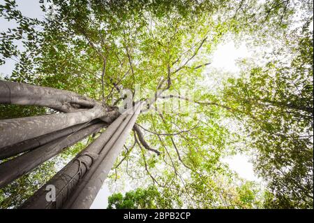 Gigantesco fico strangler. Sito archeologico di Sambor Prei Kuk, provincia di Kampong Thom, Cambogia, Sud-est asiatico Foto Stock