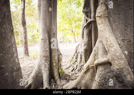 Gigantesco fico strangler. Sito archeologico di Sambor Prei Kuk, provincia di Kampong Thom, Cambogia, Sud-est asiatico Foto Stock