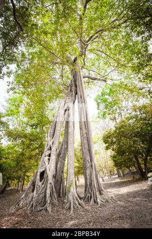 Gigantesco fico strangler. Sito archeologico di Sambor Prei Kuk, provincia di Kampong Thom, Cambogia, Sud-est asiatico Foto Stock