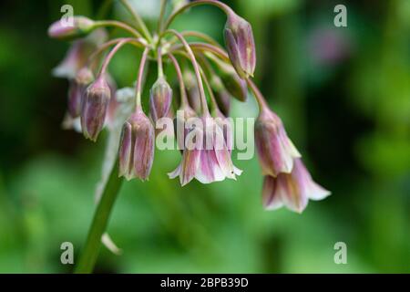 I fiori di un Allium Bulgaricum Foto Stock