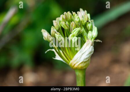 Le gemme di un alleum di Schubert (Allium schubertii) Foto Stock