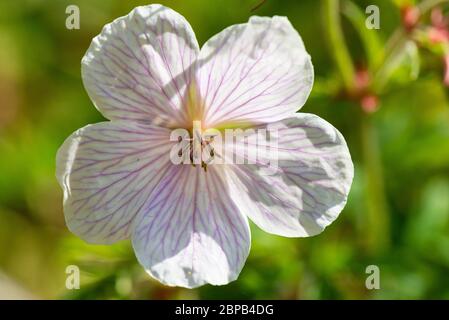 Il fiore di una becco di gru 'Kashmir White' (Geranium clarkei 'Kashmir White') Foto Stock