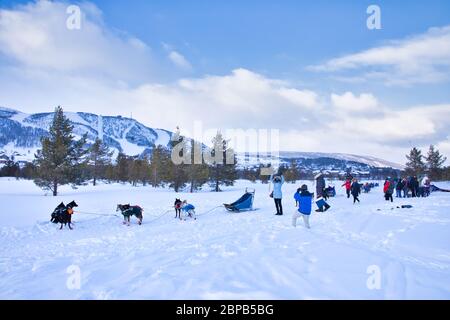 Cani da slitta da neve a Geilo Norvegia Foto Stock