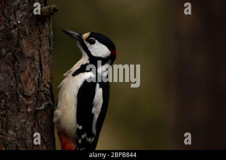 Primo piano di un picchio di legno a macchia grande aggrappato ad un albero con artigli chiaramente visibili, con sfondo sfocato. Foto Stock