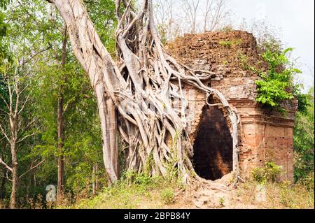 Tempio con gigantesco fico strangler che cresce sulla parete laterale. Sito archeologico di Sambor Prei Kuk, provincia di Kampong Thom, Cambogia, Sud-est asiatico Foto Stock