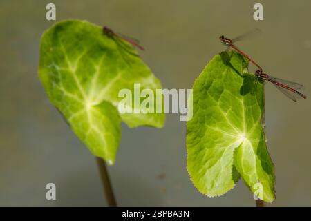 Accoppiamento grande di Damselflies rosso (ninfula di Pyrrhosoma) su Marsh Marigold (Caltha palustris) Foto Stock