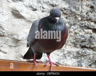 Pigeon sulla panchina vicino al muro Foto Stock