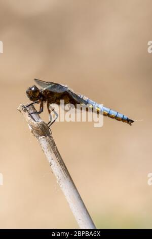 Chaser maschio di corpo largo (Libellula Depressa) libellula Foto Stock