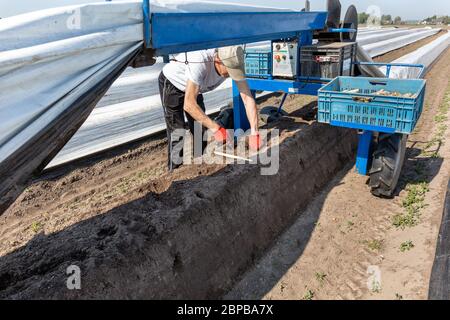 L'uomo raccoglie asparagi bianchi nei Paesi Bassi. Gli asparagi sono storditi dai lavoratori stagionali Foto Stock