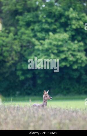 Capriolo (Capreolo capreolo) in erba lunga dal bordo di campo Foto Stock