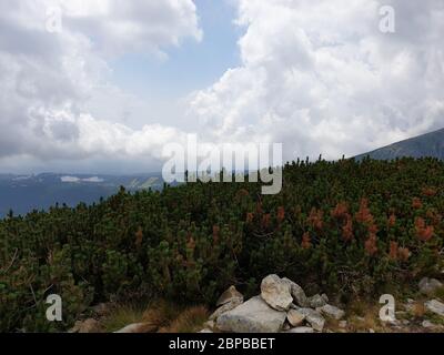 Pini e nuvole sulle montagne Foto Stock