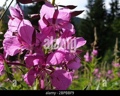 Fiori viola nella foresta Foto Stock