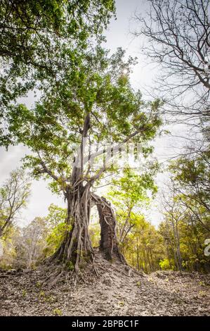 Antico tempio avvolto in gigantesche radici di fico strangler. Sito archeologico di Sambor Prei Kuk, provincia di Kampong Thom, Cambogia, Sud-est asiatico Foto Stock