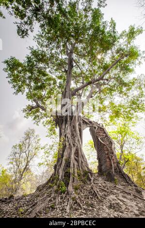 Antico tempio avvolto in gigantesche radici di fico strangler. Sito archeologico di Sambor Prei Kuk, provincia di Kampong Thom, Cambogia, Sud-est asiatico Foto Stock