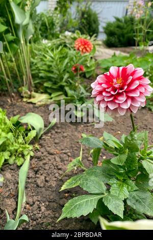 Arancio e rosa Dahlia fiore chiamato Dahlia Sylvia, cresciuto in un giardino Foto Stock