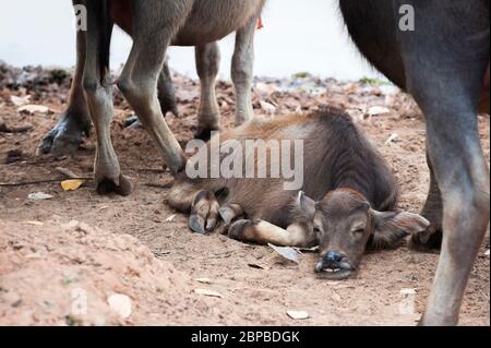 Bufalo d'acqua (Bubalus bubalis) con polpaccio addormentato. Provincia di Kampong Thom, Cambogia, Sud-est asiatico Foto Stock