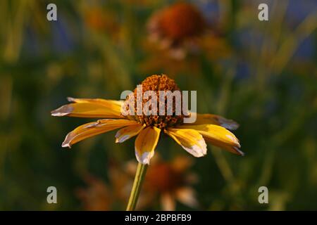 Primo piano un fiore giallo di Echinacea in caldo tramonto luce di ora d'oro, vista ad alto angolo Foto Stock