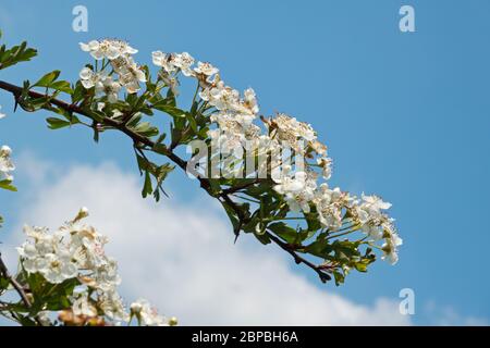 Bella fioritura bianca di biancospino comune contro un cielo blu Foto Stock