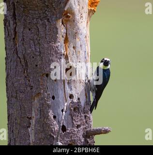 Acorn Woodpecker maschio arroccato Foto Stock