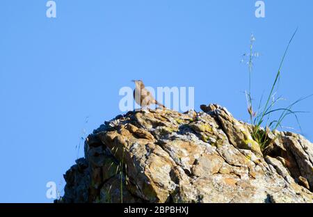 California Thrasher è appollaiato su un grande canto rock Foto Stock