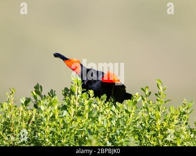 Blackbird maschio alato rosso visualizzati Foto Stock