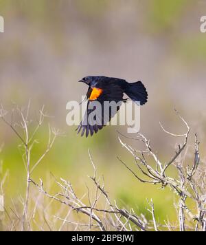 Blackbird maschio alato rosso in volo Foto Stock